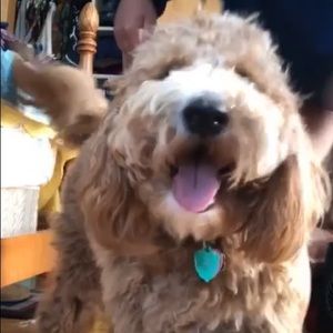 Meet your Posher, Ellen